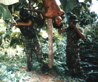 tortr25.jpg (24337 bytes)